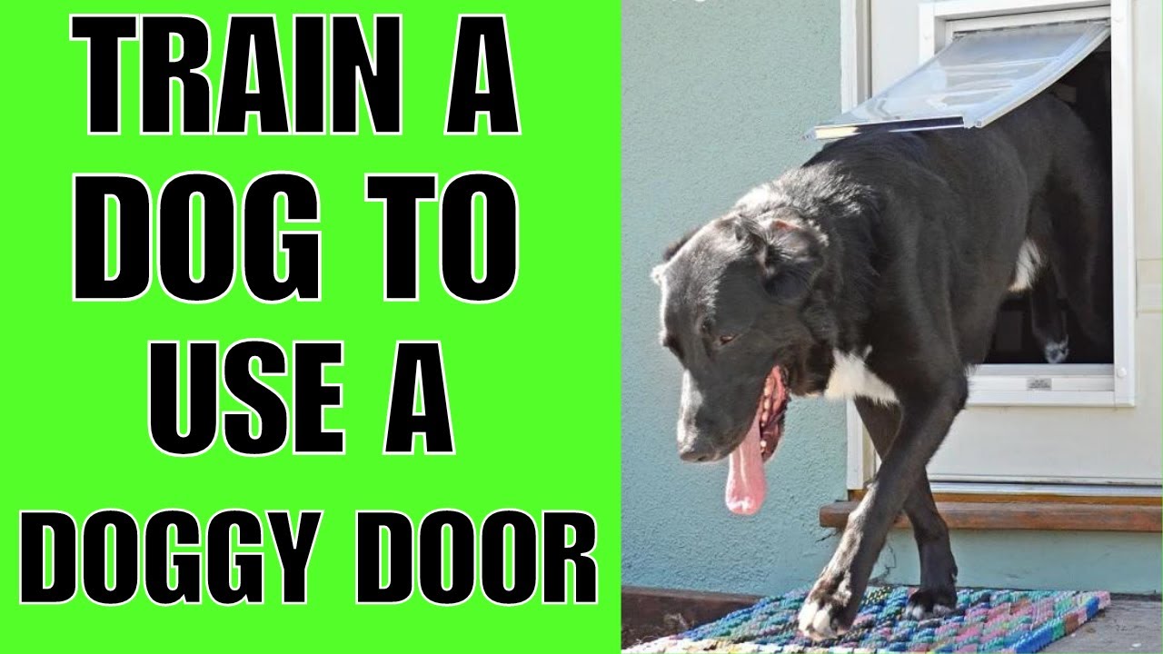 Train a Dog to Use a Doggy Door 