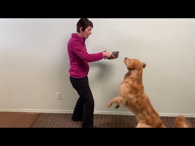 Teaching Your Dog to Wait