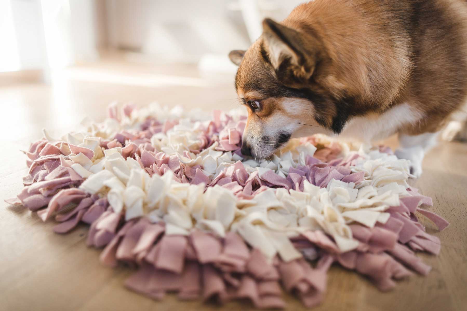 DIY Toys to Challenge Your Dog 
