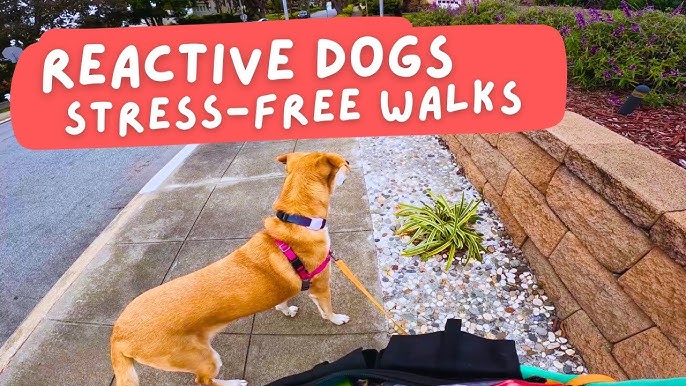 Reactive Dogs