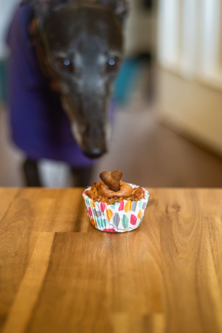 Best Dog Bakeries In Northern Virginia Top 7 Picks