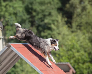 Canine Fitness Training
