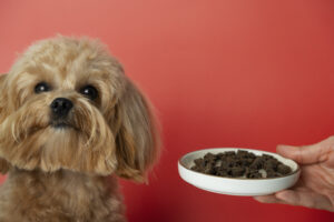 Nutritional Deficiencies and Dog Behavior