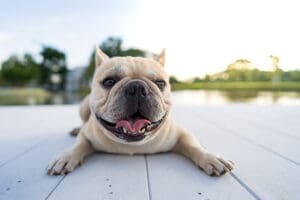 Weekly Dog Training Calendar