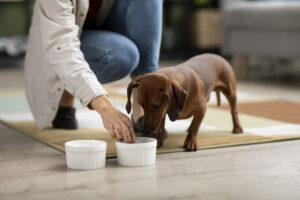 Balanced Homemade Diet for Your Dog