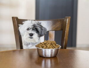 Balanced Homemade Diet for Your Dog