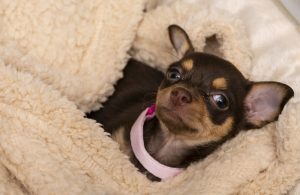 Training Toy Breeds Like Chihuahuas