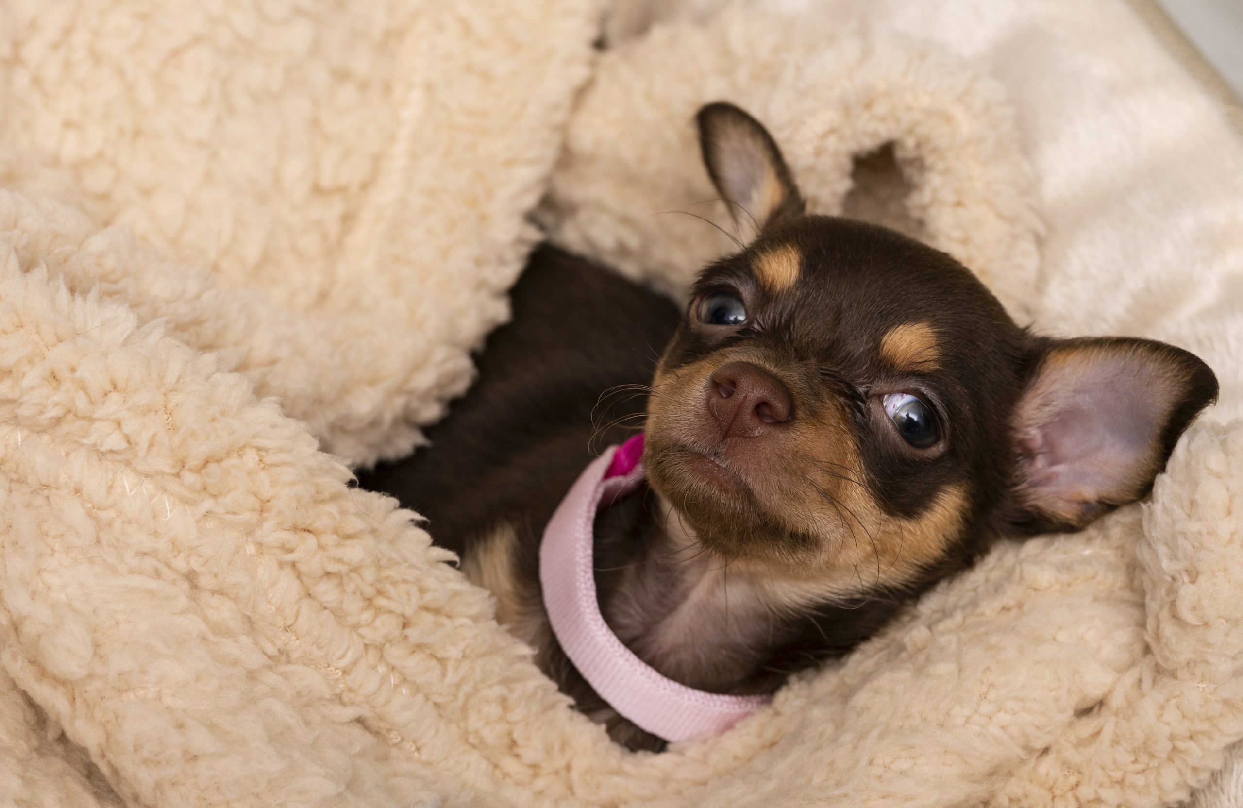 Training Toy Breeds Like Chihuahuas