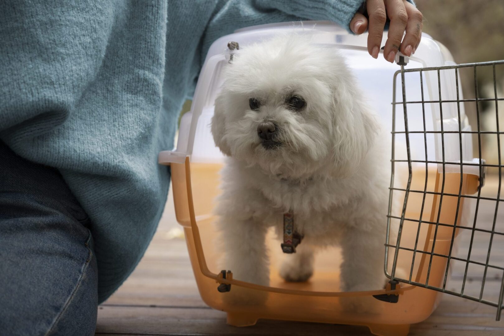 Crate Training