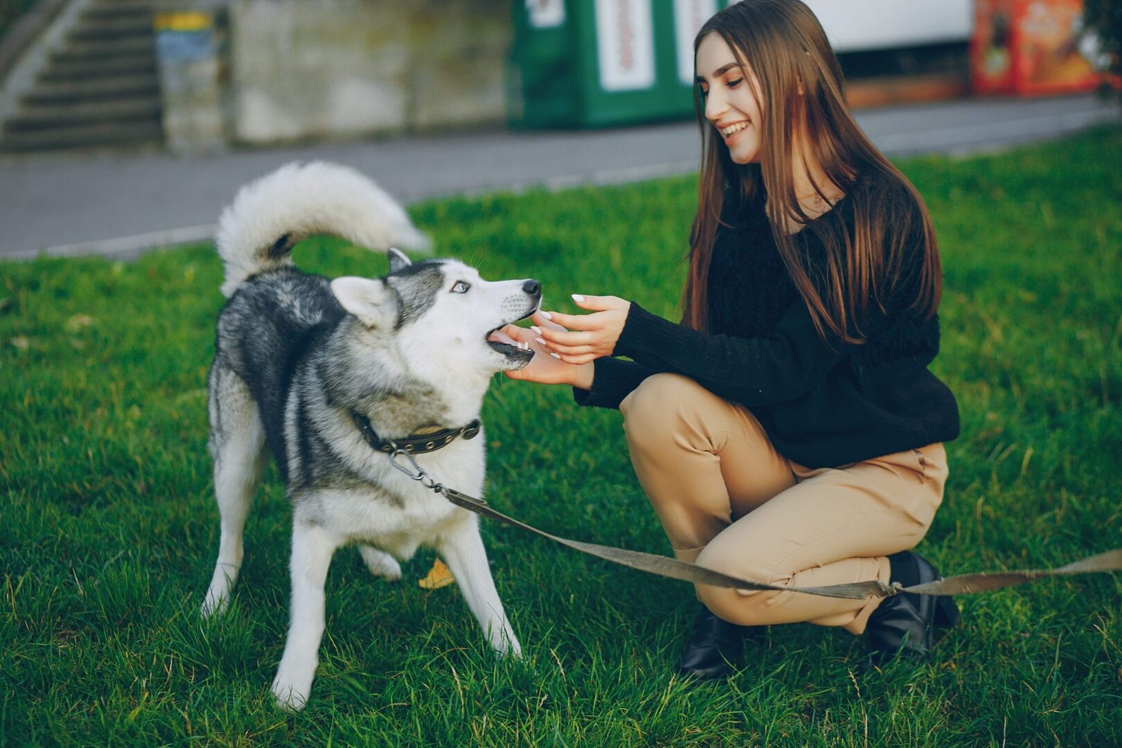 Training High-Sensitivity Dogs