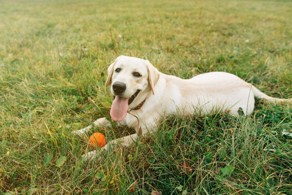 Weekend Dog Training Retreats