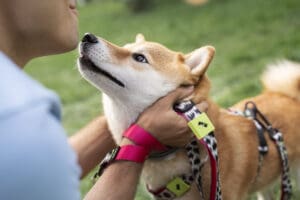 Spoiling Dogs