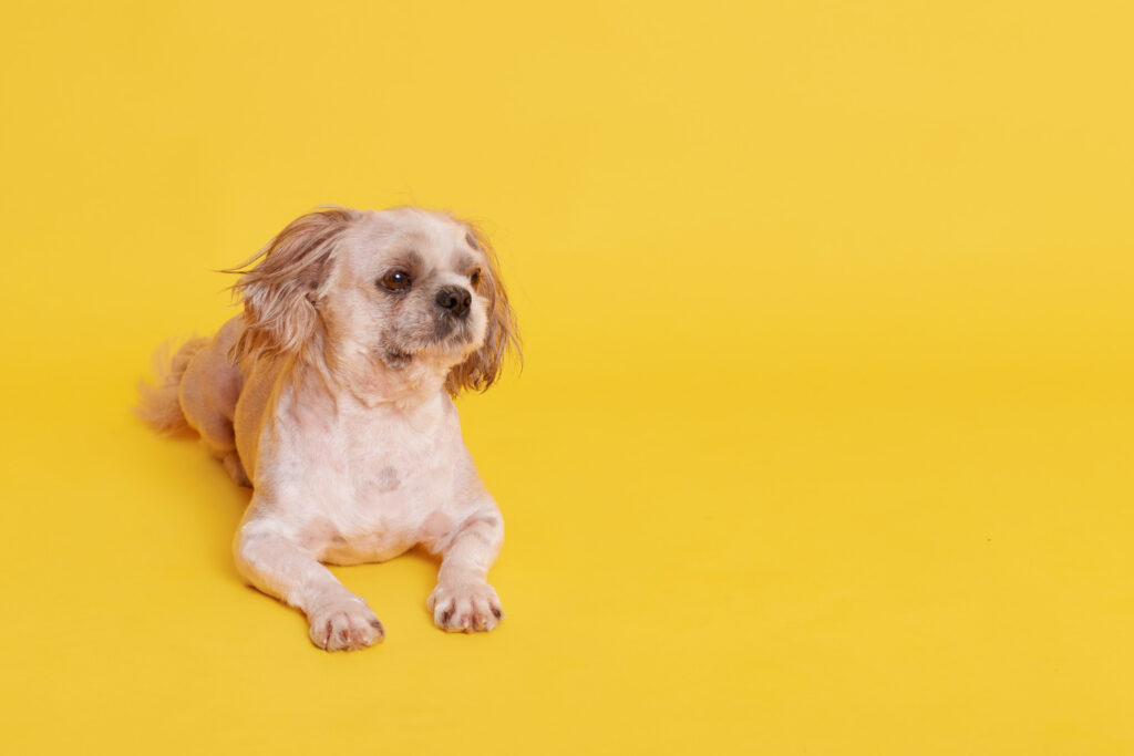 Teaching a Dog to Roll Over: Insights Into Behavior Patterns