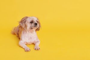 Teaching a Dog to Roll Over: Insights Into Behavior Patterns