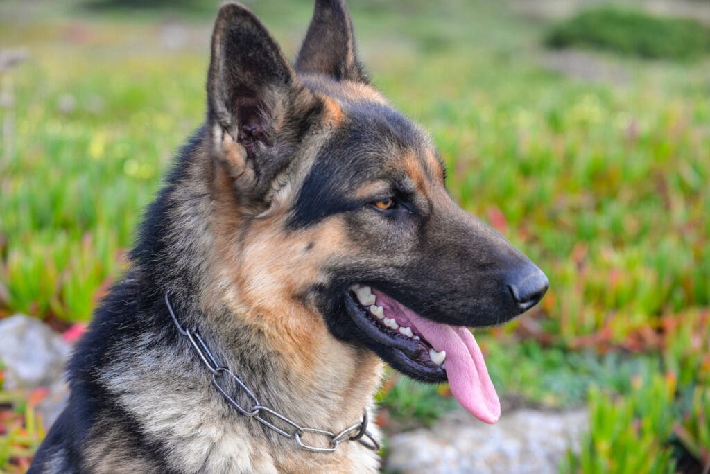 How long does it take to train a K9