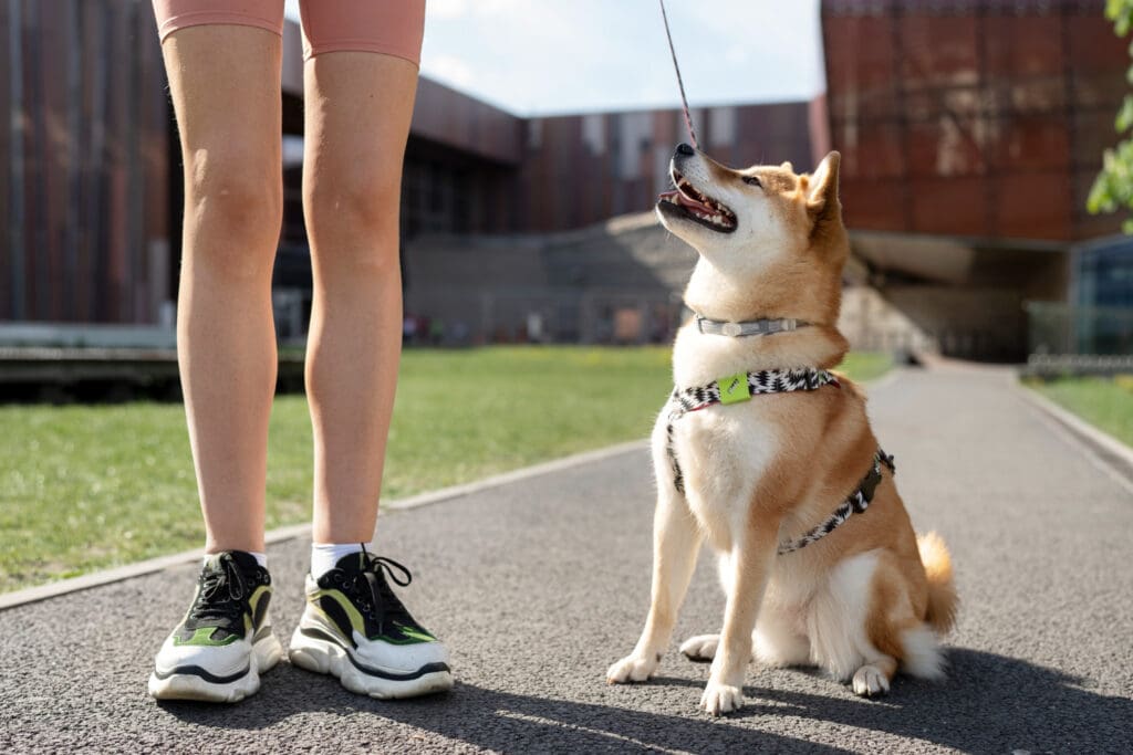Best time to start obedience training