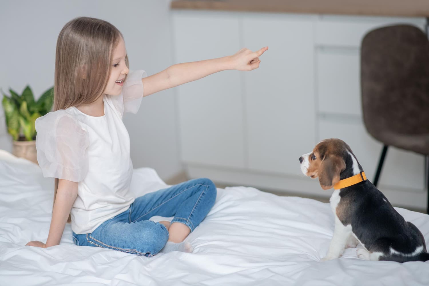 Understanding What Is Dog Obedience Training and How It Helps Behavior