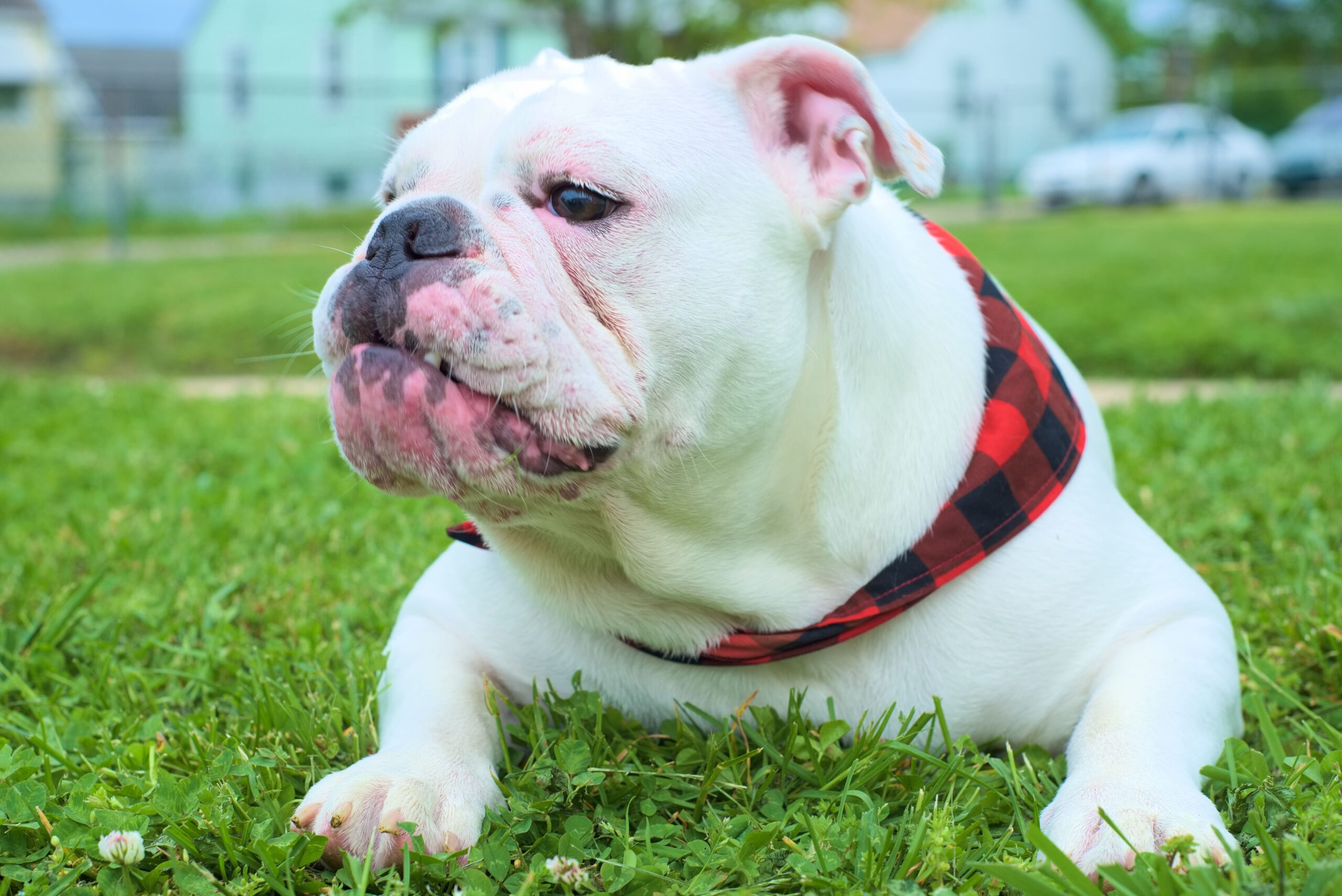 Dog Trainers for Anxiety soothe calm bulldog outdoors today!.