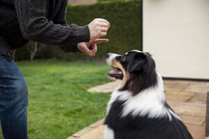 Dogs Stop Responding to Rewards and How to Fix It