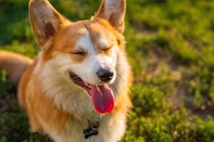 Self-Calming Actions in Excitable Dogs