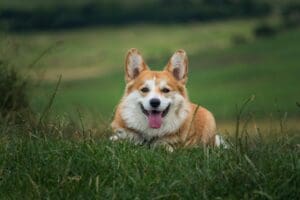 Self-Calming Actions in Excitable Dogs