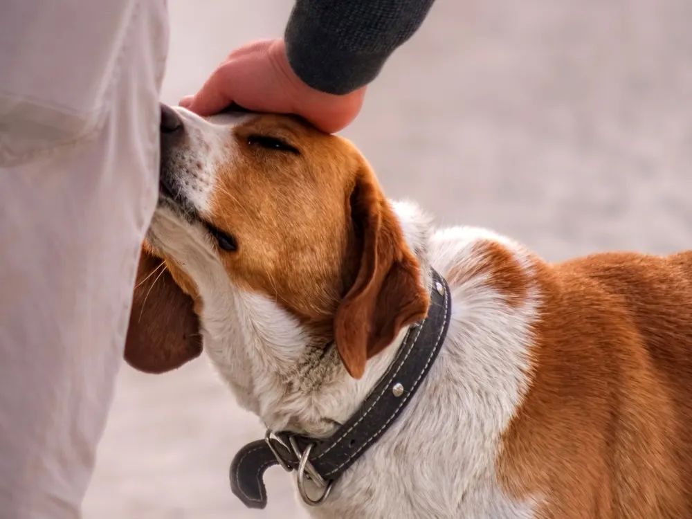 Dog receiving affection while nuzzling its owner’s leg.