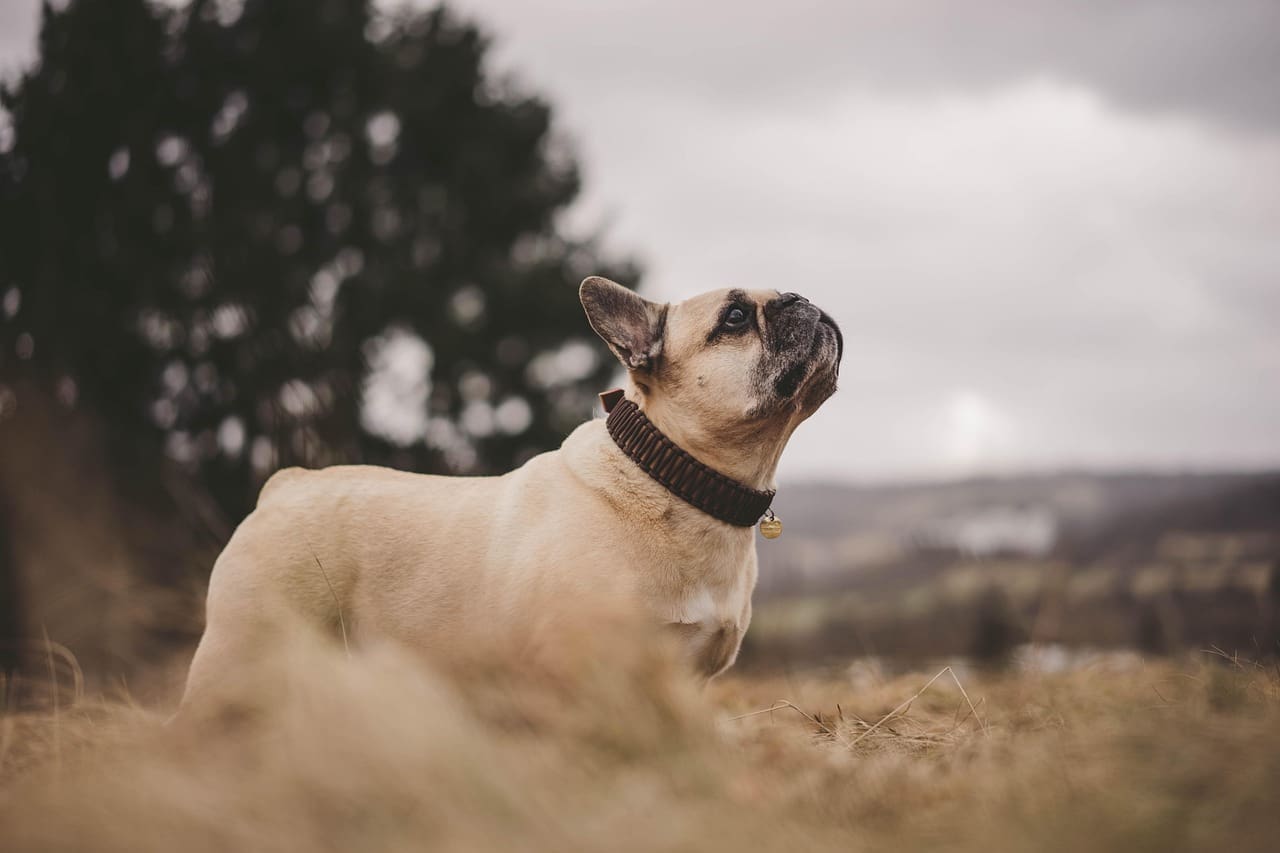 Dog Trainers for Anxiety help calm French bulldogs outdoors!