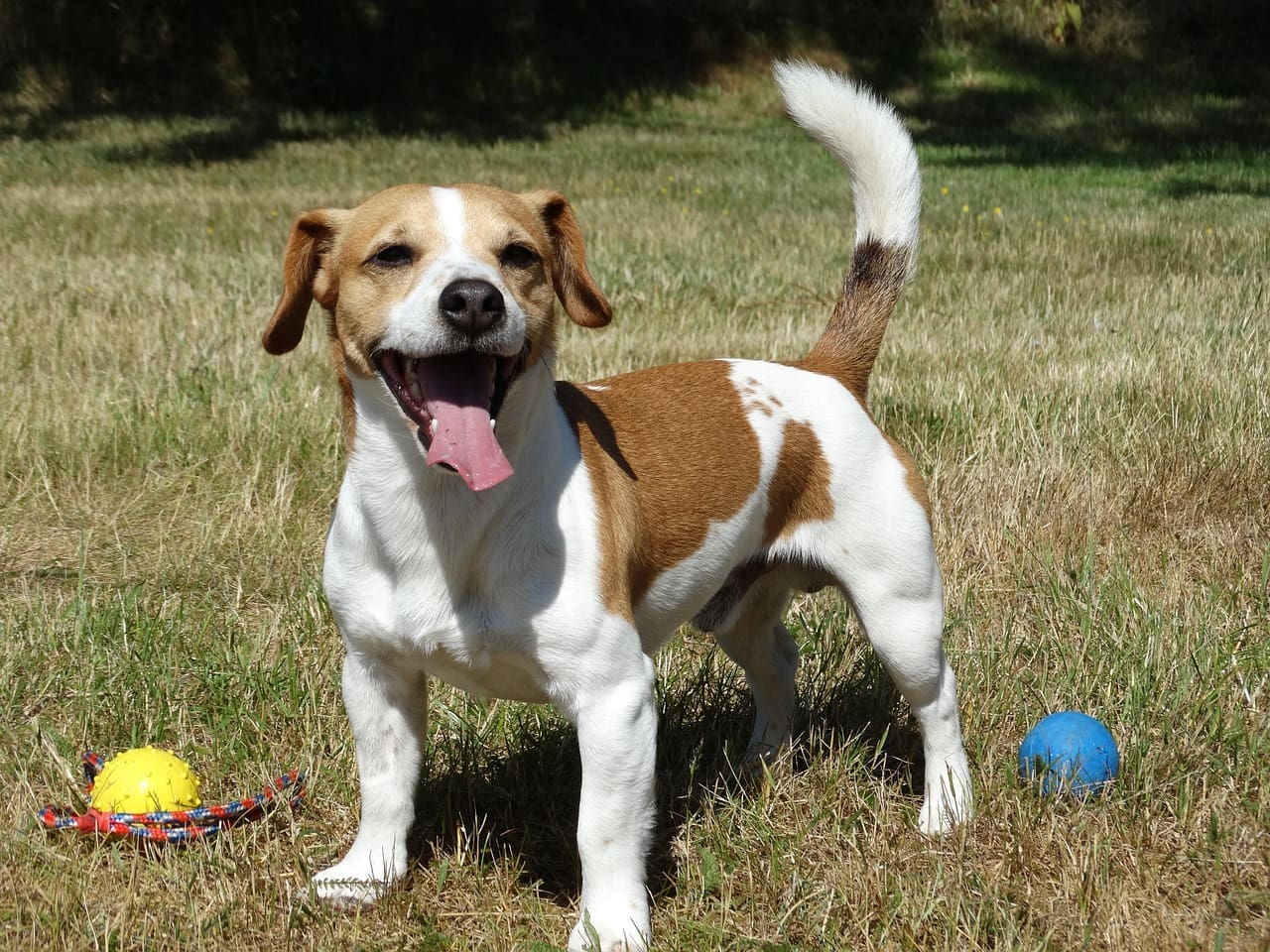 Happy brown and white dog standing on grass with training toys during an outdoor dog training session