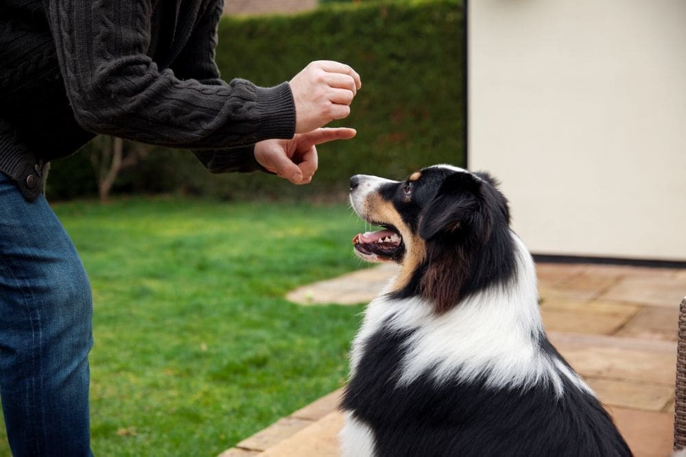 Trainer rewarding a dog with a treat during obedience training.