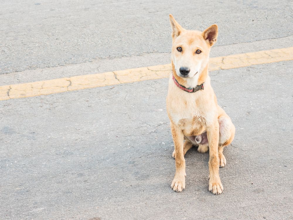 Light brown dog sitting attentively on pavement outdoors.