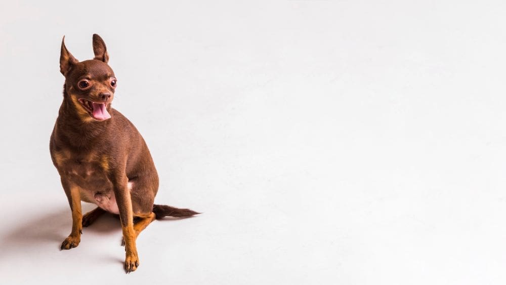 Brown dog sitting on a white background looking alert and happy.