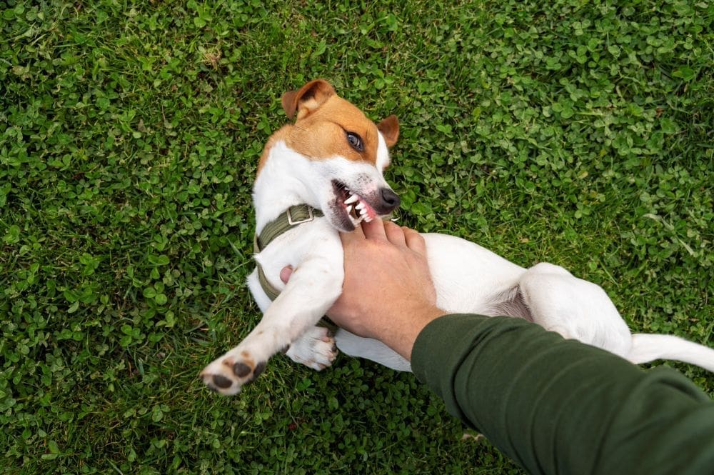 Small dog playing on grass while being tickled by owner’s hand.