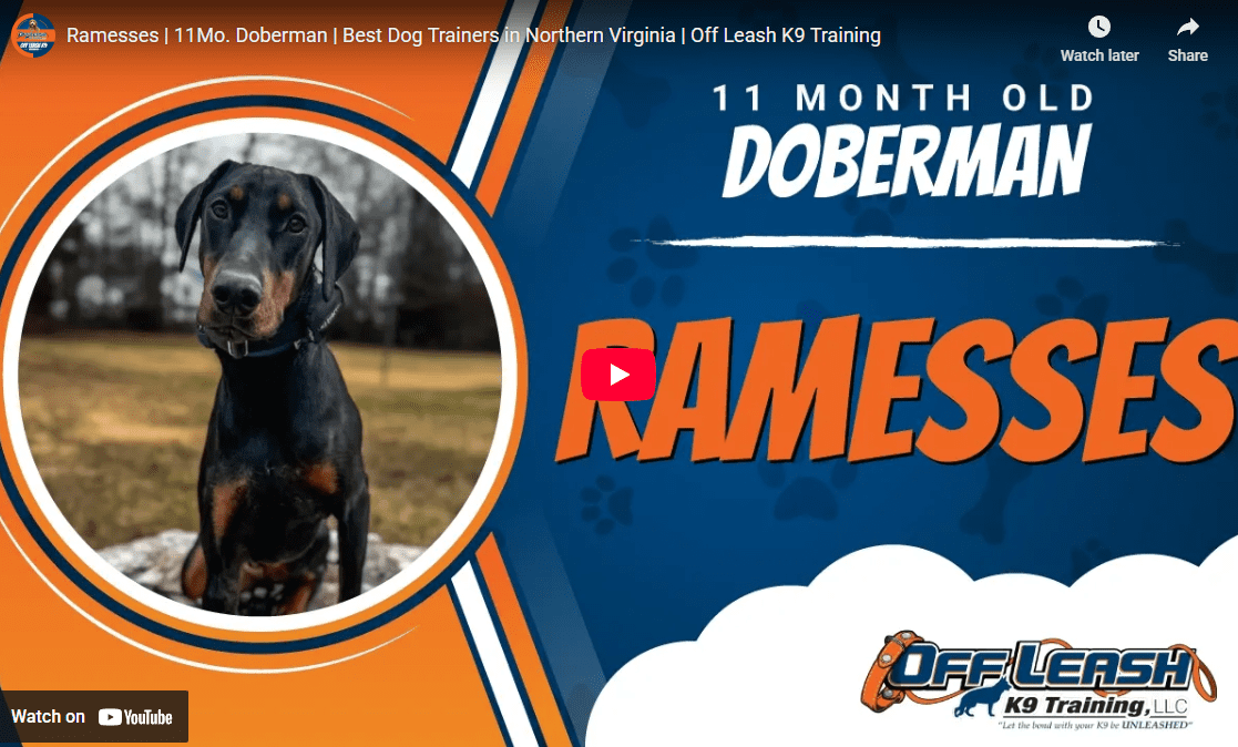 Ramesses, a young Doberman, practicing obedience commands and off-leash reliability during professional dog training in Sterling, VA.