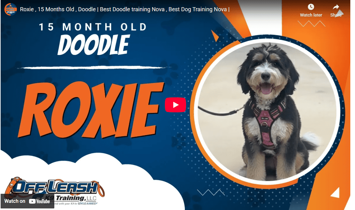 Roxie practicing impulse control, better manners, and reliable listening during real-world dog training sessions in Sterling, VA.