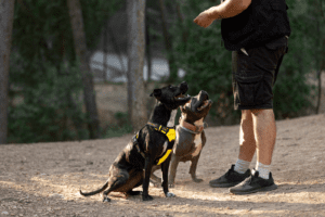 Two dogs in training receiving commands from trainer in outdoor setting