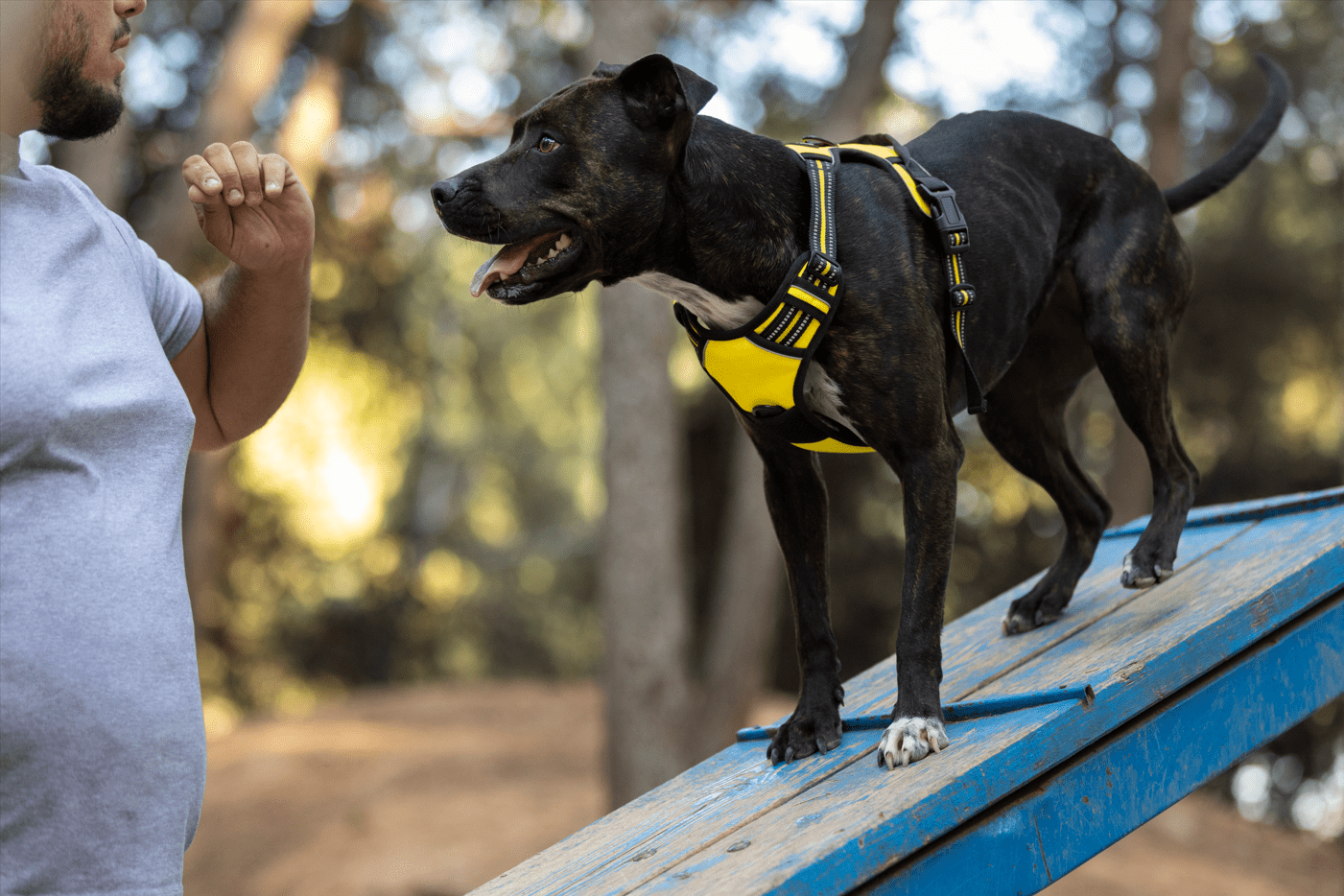 Reactive vs aggressive dog training on agility ramp with handler