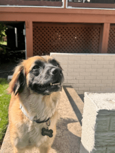 Dog Trainers for Anxiety calming nervous mixed breed dog pup 