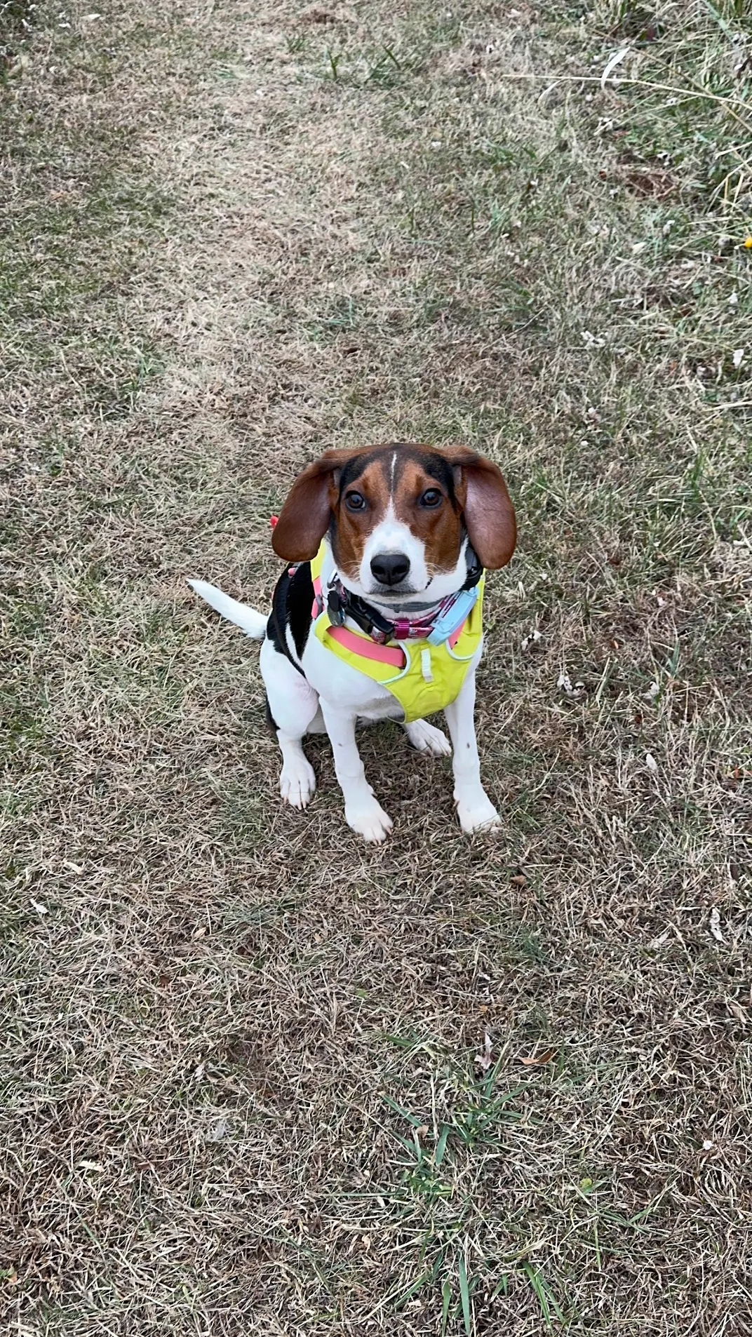 Bentley demonstrated improved recall, calmer home behavior, and easier walks through structured, consistent training in Sterling, VA.