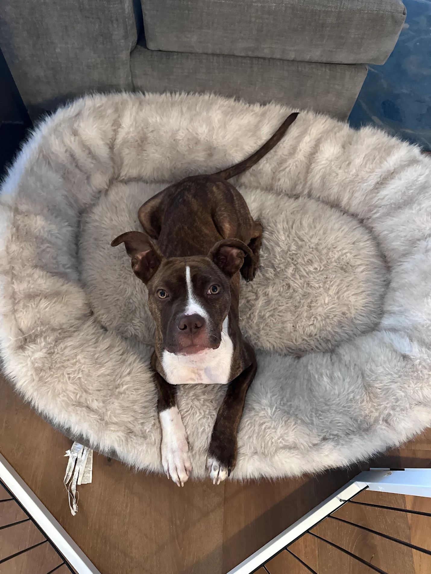 Puppy resting during dog training in Herndon VA