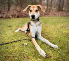 Walking a dog without a leash in park during training class. 