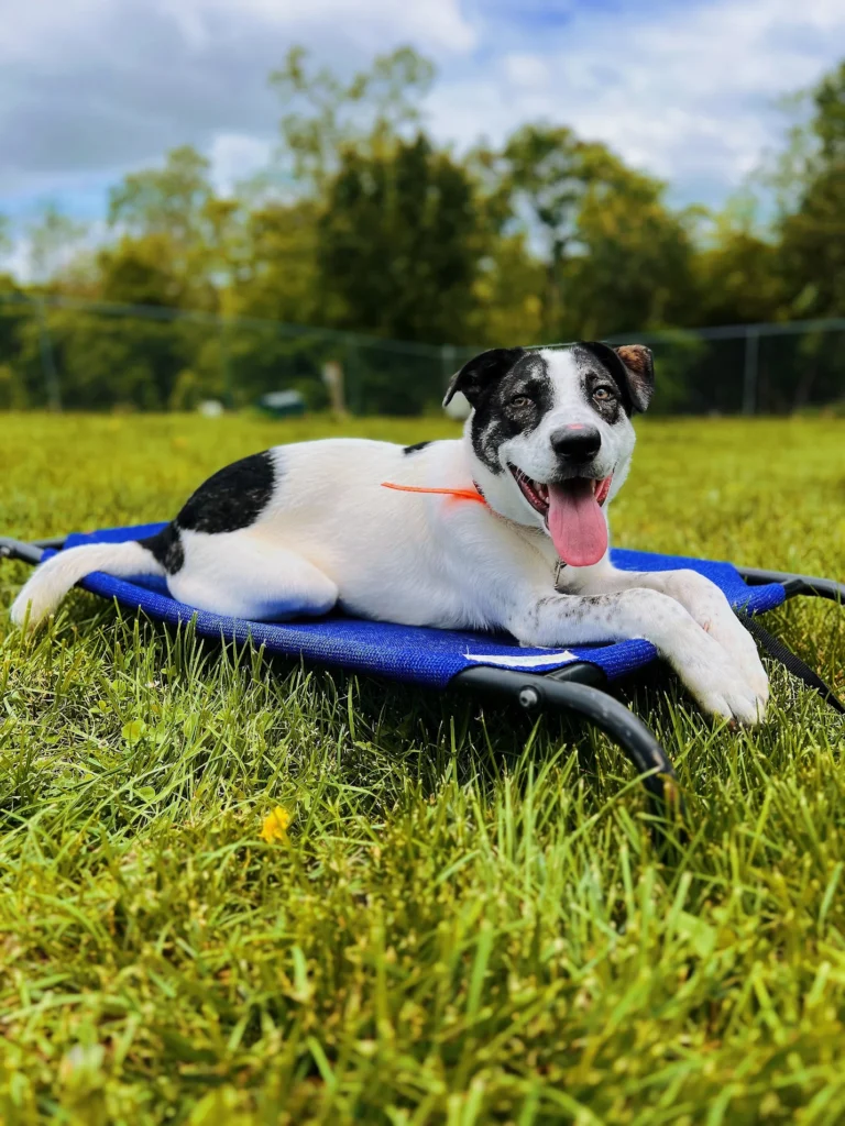 Dog obedience training Herndon VA, dog resting on a blue cot