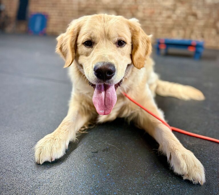 Golden Retriever lying down during daily dog training routine