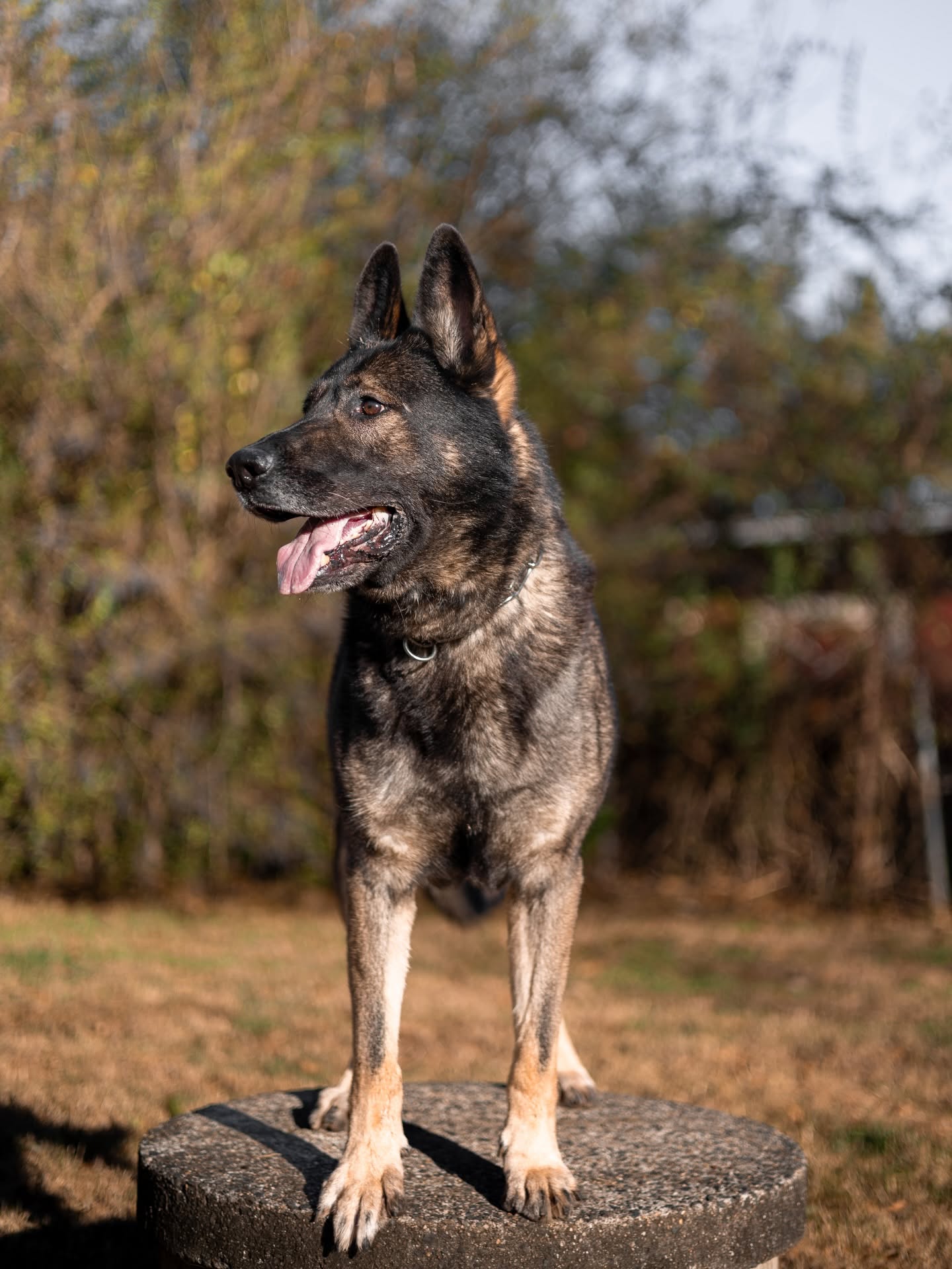 PROFESSIONAL DOG TRAINING IN STERLING