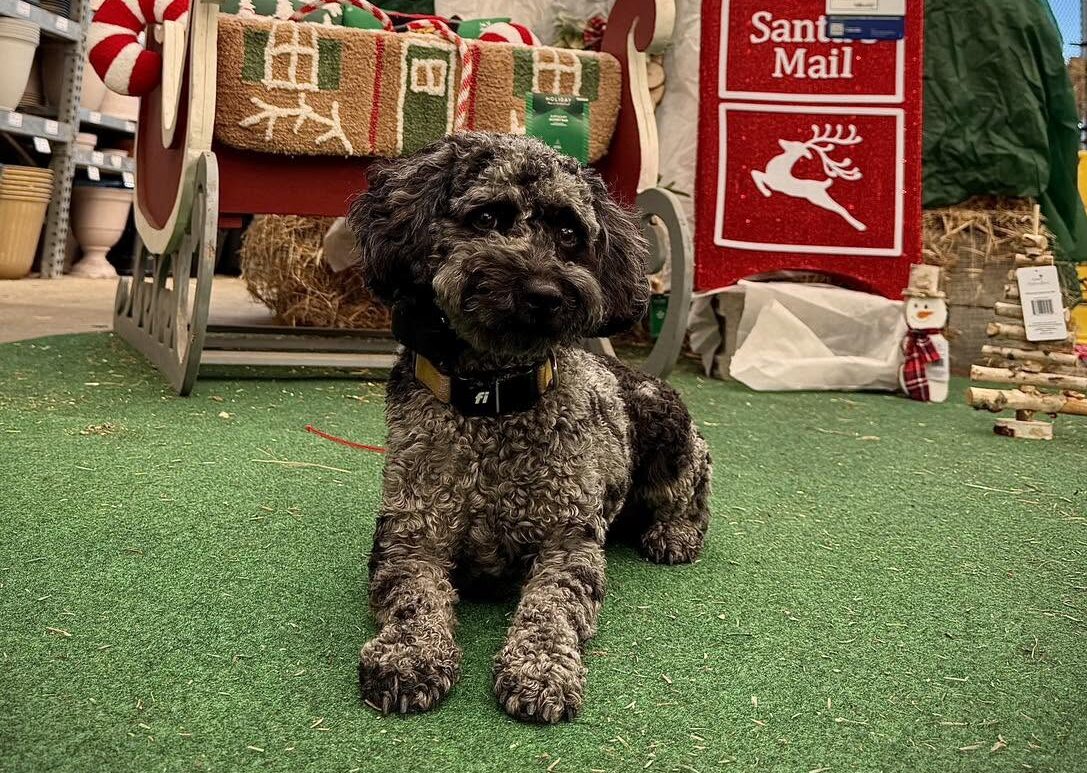 dog will be trained to have the same level of obedience