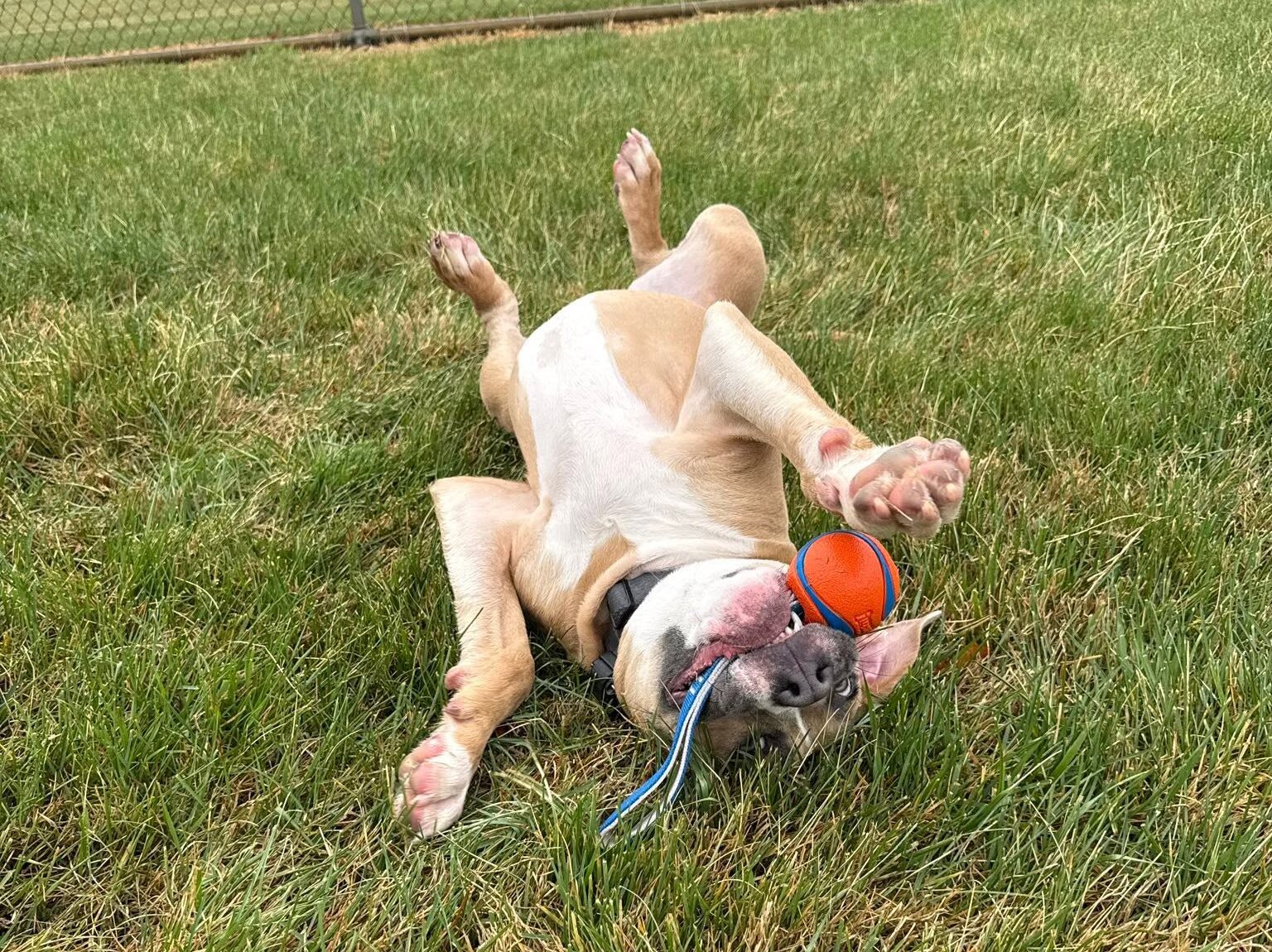 Best dog training sterling