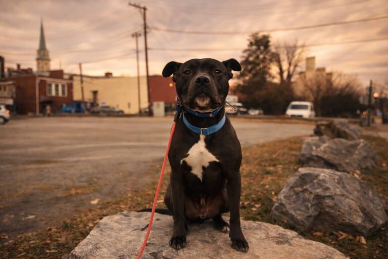 Black dog sitting on a rock outdoors for dog focus training